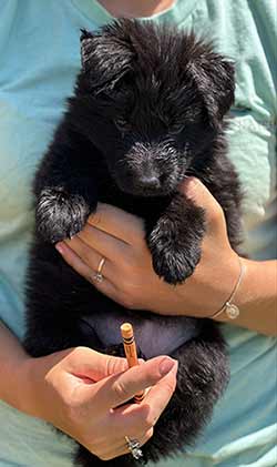 puppies