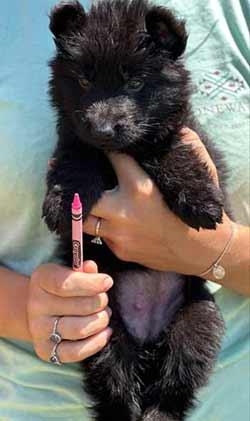 puppies