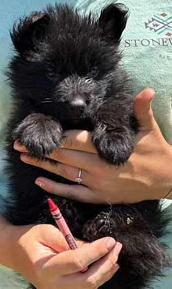 puppies