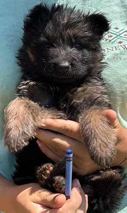 puppies