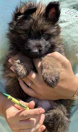 puppies
