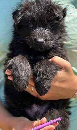 puppies